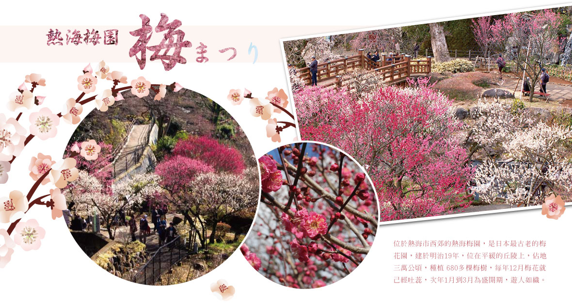 熱海梅園盛開的紅白梅花