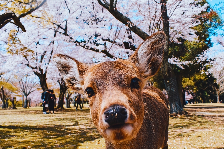 奈良公園裡靠近鏡頭的小鹿