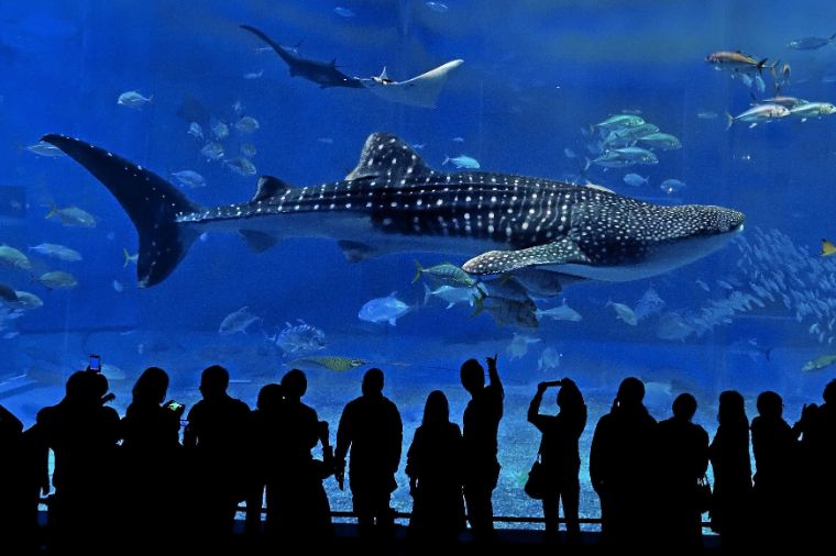 美之海水族館大型水槽中的鯨鯊與魚群