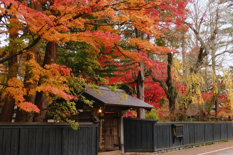 角館武家屋敷黑色圍牆與紅葉